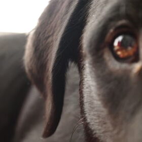 Look into my eyes