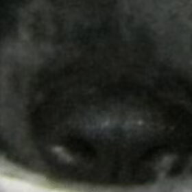 speurneus lisa