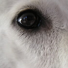 Sara's oog
