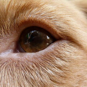 robbie's oog