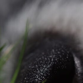 Wolfje