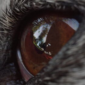 Wolfie' oog