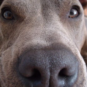 close up neus