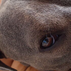 eye