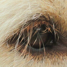 Reebruin oog van Matchy...