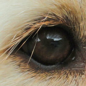 Close-up van Matchy's oog