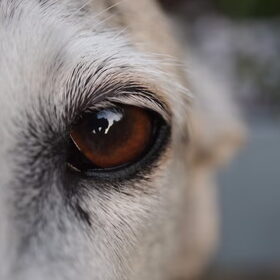 Ana, de buurhond!