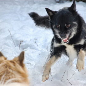 Wolf of Ijslandse hond?