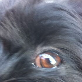 oog van spike