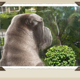 SharPei