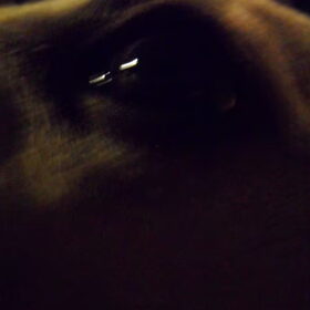 z'n mooie oog