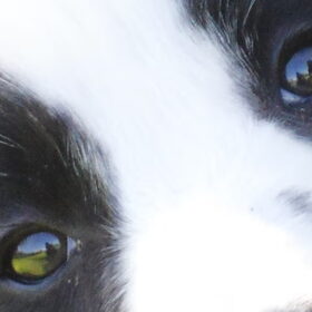 puppy eyes