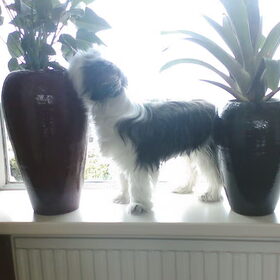 Max in vensterbank