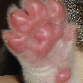 Puppypootje