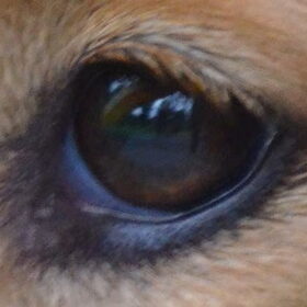 oog van Daisy