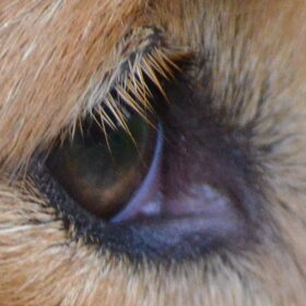 Oog van Daisy