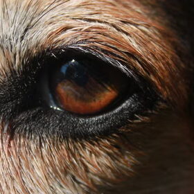 Roxy haar oog