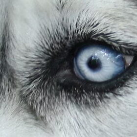 Rio's oog