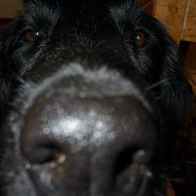Quint