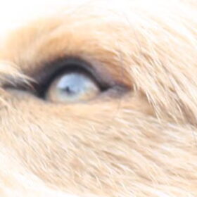 Look me in the eye