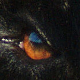 Mac eye