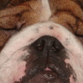 close up van clinto