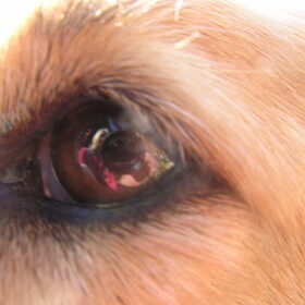 Heel verrassend, oog van Shiva.