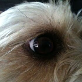 My little doggieee
