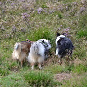 Sheltiekontjes in 3 kleuren