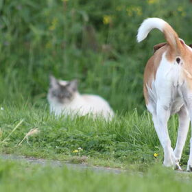 Tara, hond van een kennis, op kattenjacht
