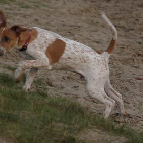 Buddy in actie