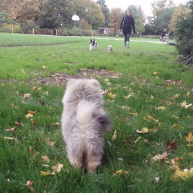 Kat uit de boom kijken