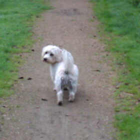 Dusty in het park :)