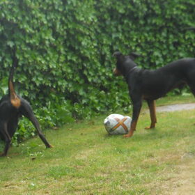 Blacky's achterkant