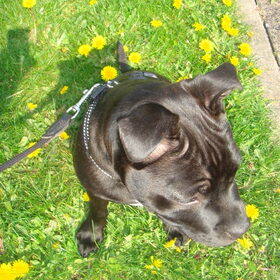 Sensi's eerste lente