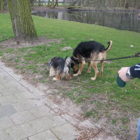 Spike en Rex