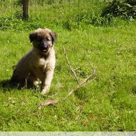 puppy