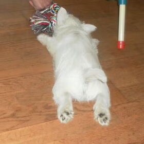 Bink's puppy billen :)