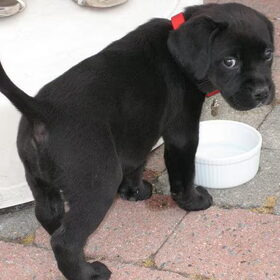 Gummi's puppykontje :o)