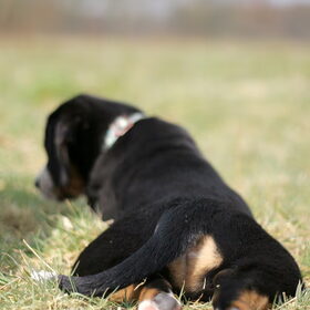 Puppybillen