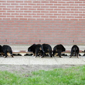 Allemaal puppybilletjes ;)