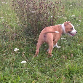 Puppykontje van steffie