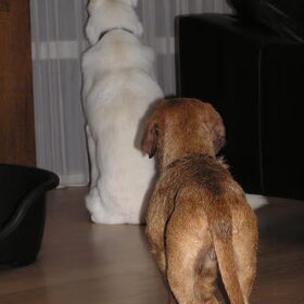 Met z'n twee
