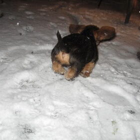 Puppybillen in de sneeuw