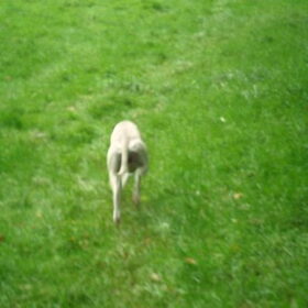 op het veld