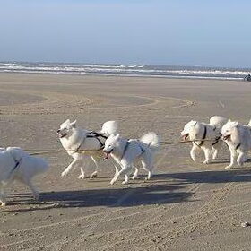 Schylger Samoyeds team in actie