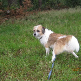 Kontje in het bos