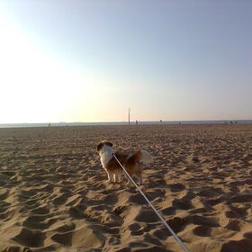 Kontje aan het strand