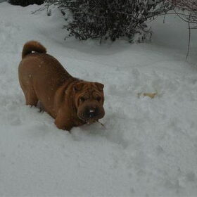 een duik in de sneeuw