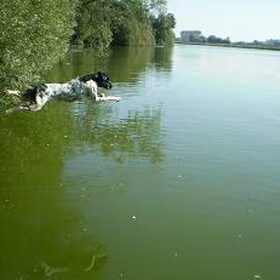 sprong in het diepe